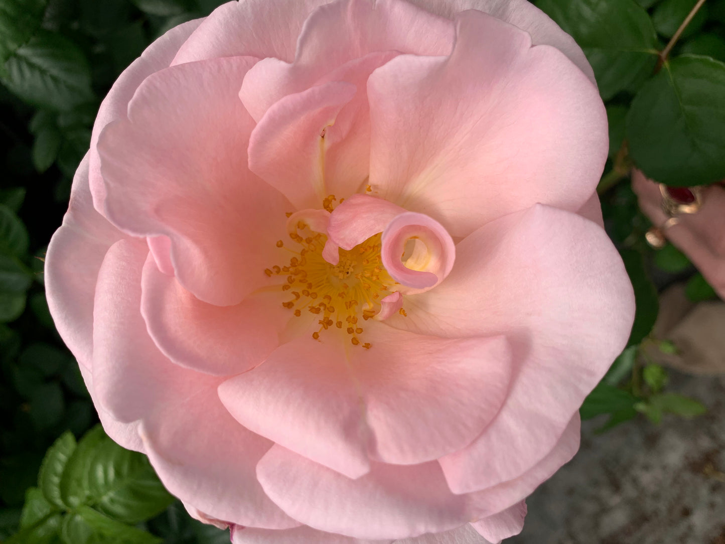 BLUSH Rose Incense Eau de Parfum 50 ml.