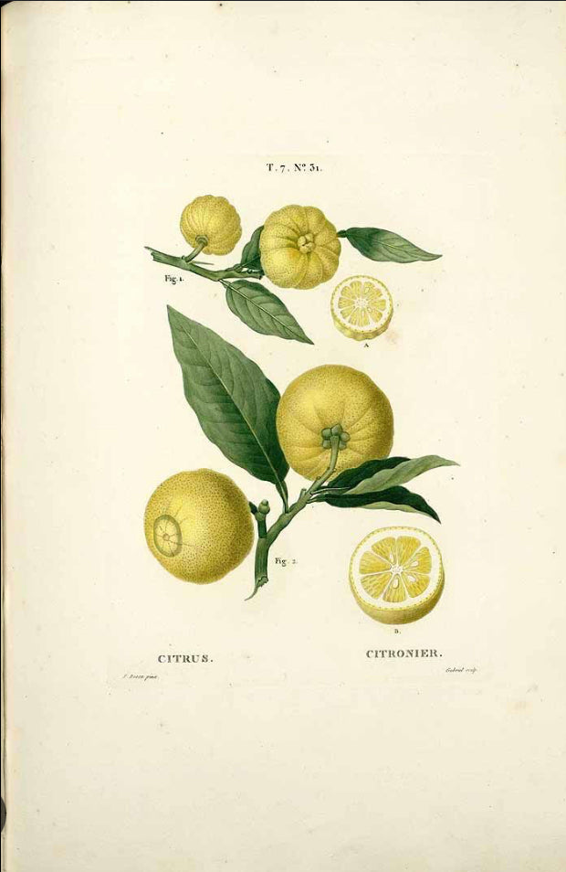 DEW Artemisia Osmanthus Vetiver Bergamot Eau de parfum 50 ml.