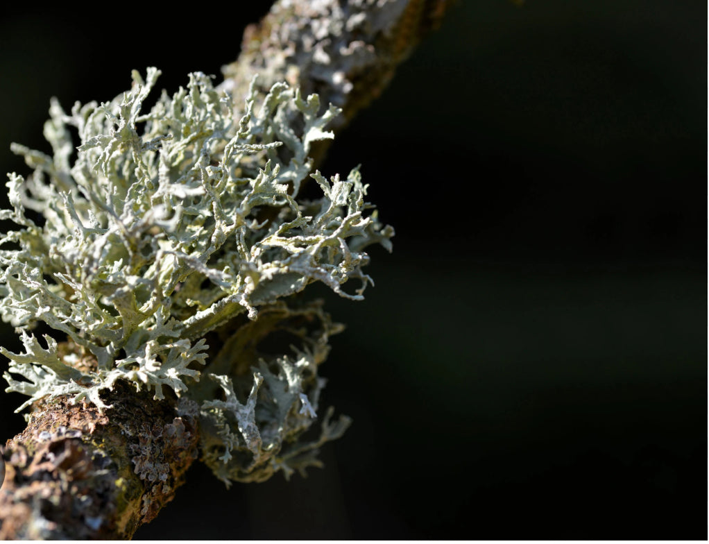 DEW Artemisia Osmanthus Vetiver Bergamot Eau de parfum 50 ml.