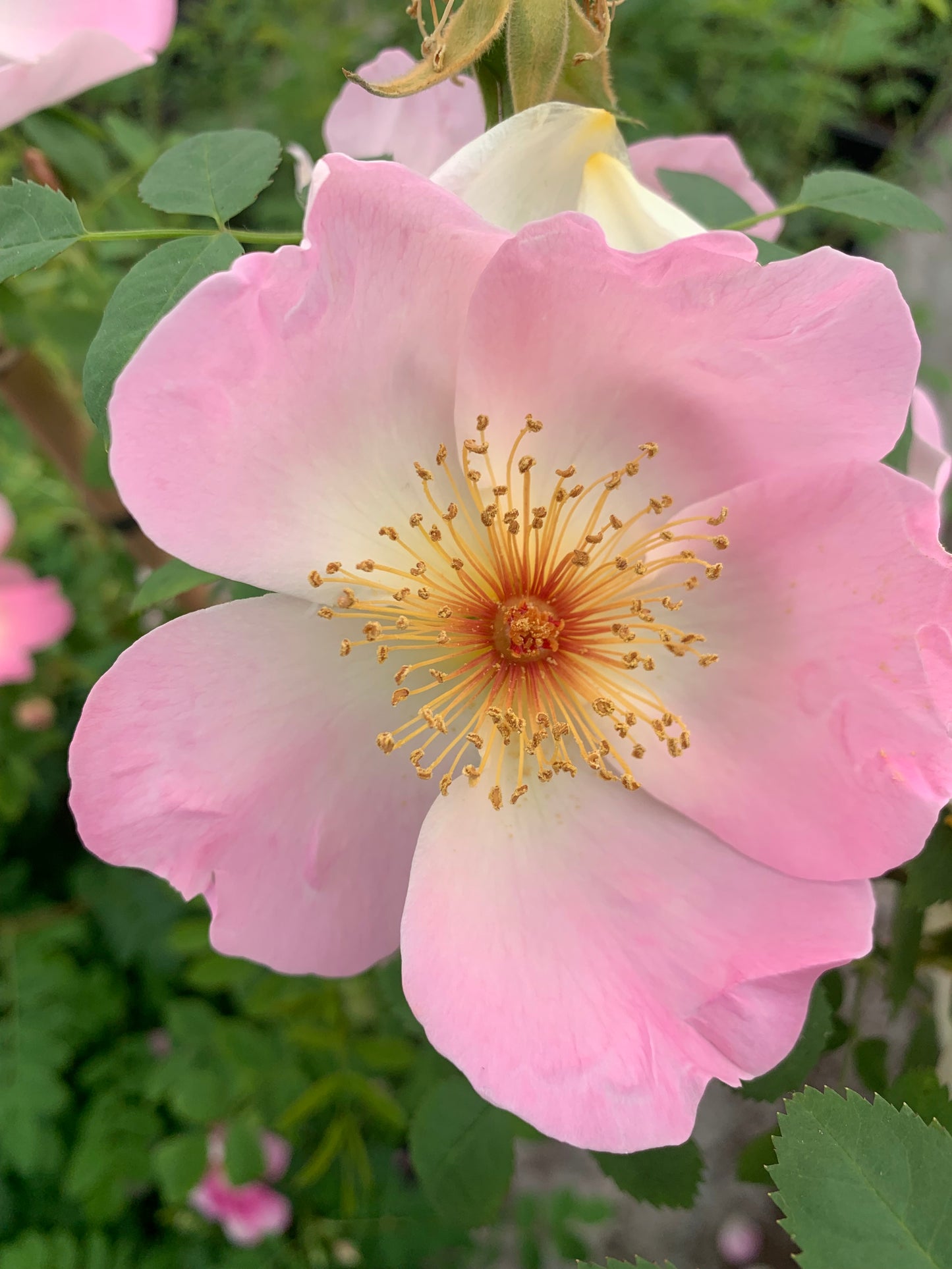 BLUSH Rose Incense Eau de Parfum 50 ml.