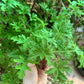 GERANIUM Pelargonium graveolens 5 ml.