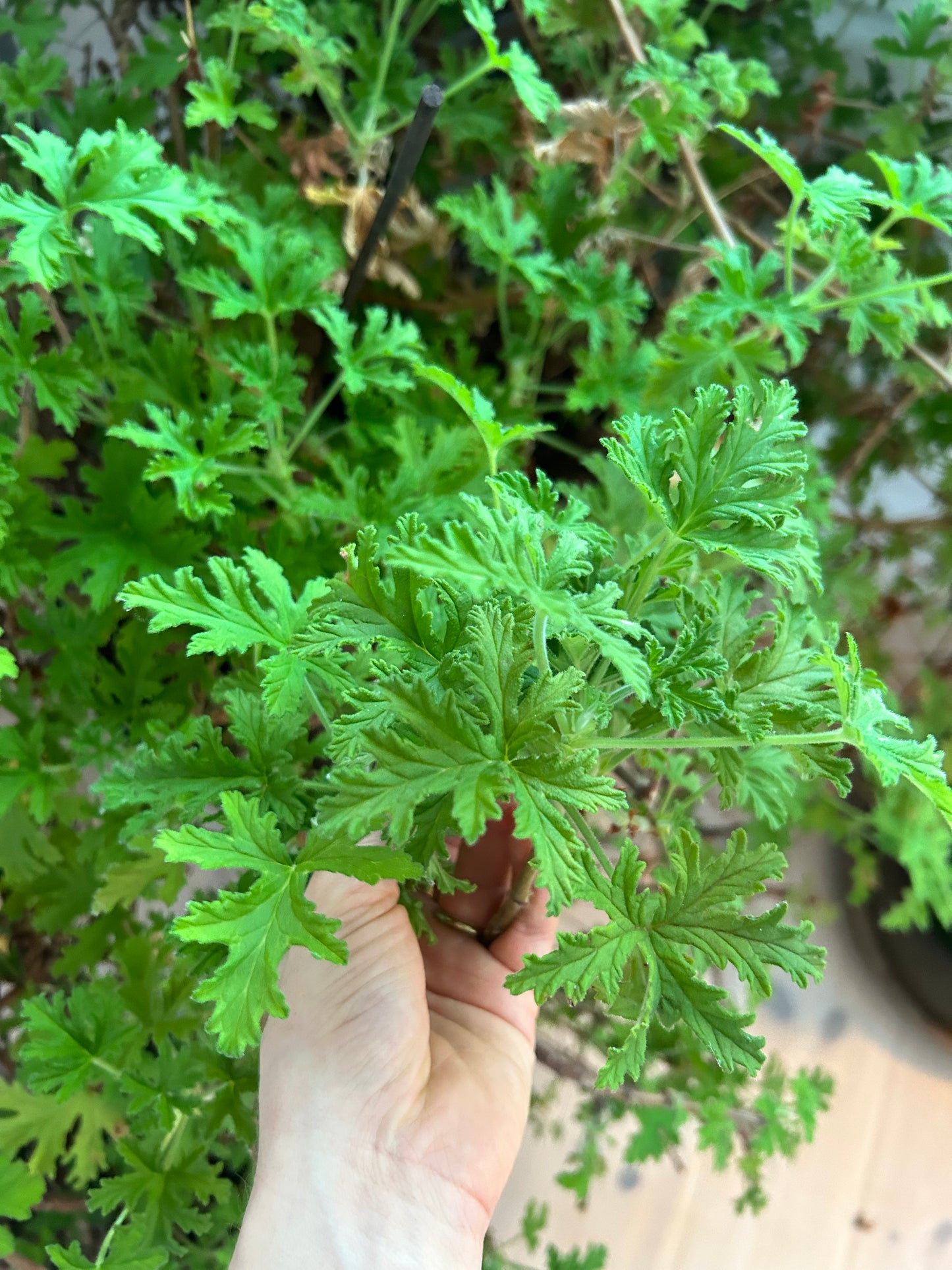 GERANIUM Pelargonium graveolens 5 ml.
