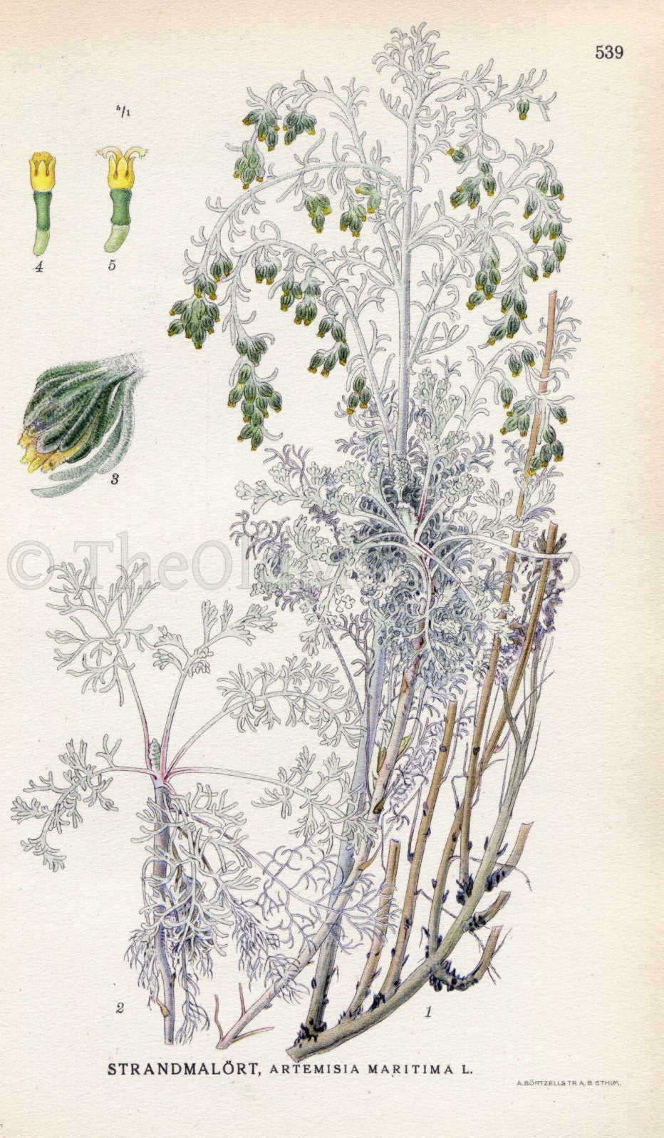 DEW Artemisia Osmanthus Vetiver Bergamot Eau de parfum 50 ml.