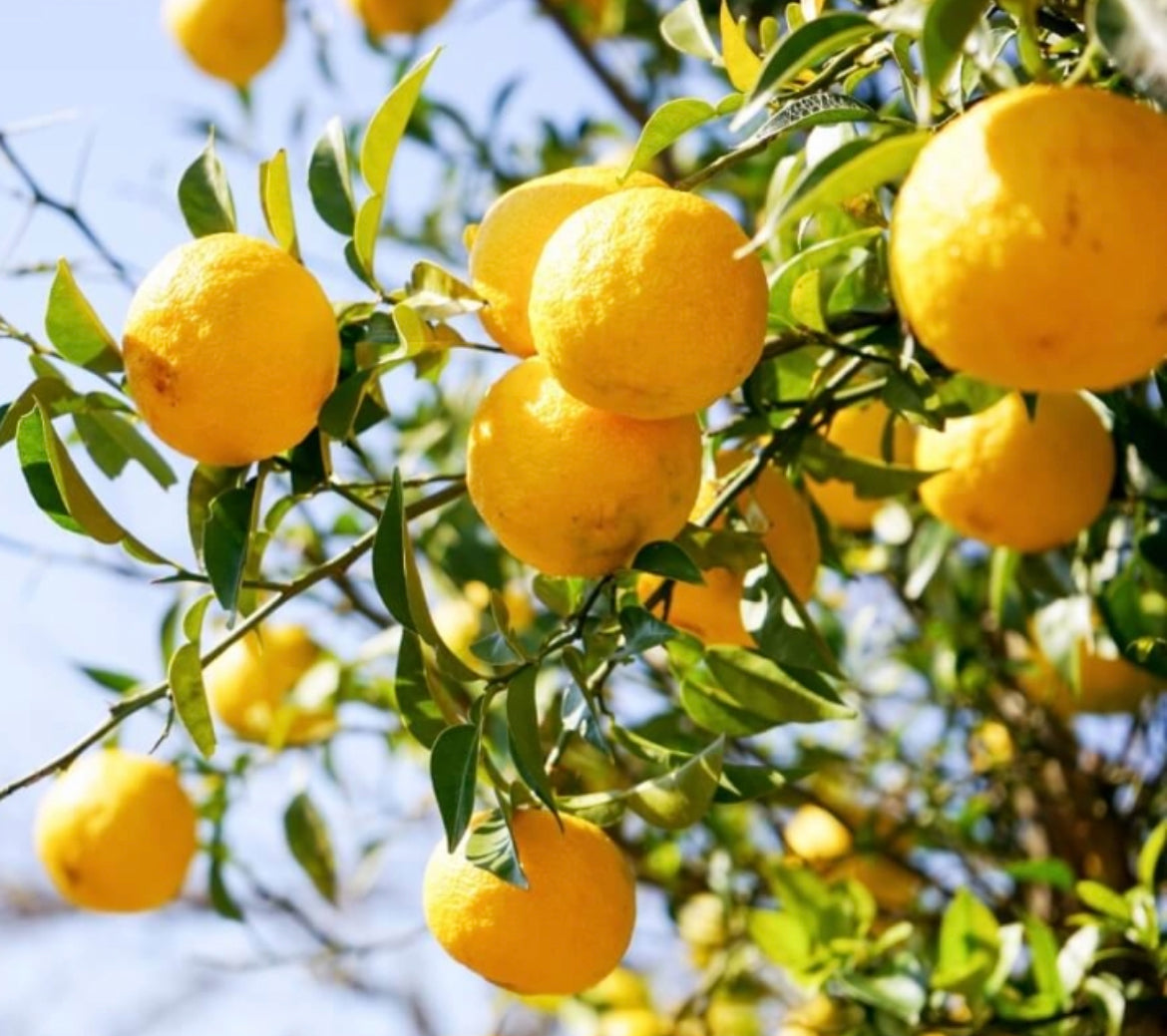 DEW Artemisia Osmanthus Vetiver Bergamot Eau de parfum 50 ml.