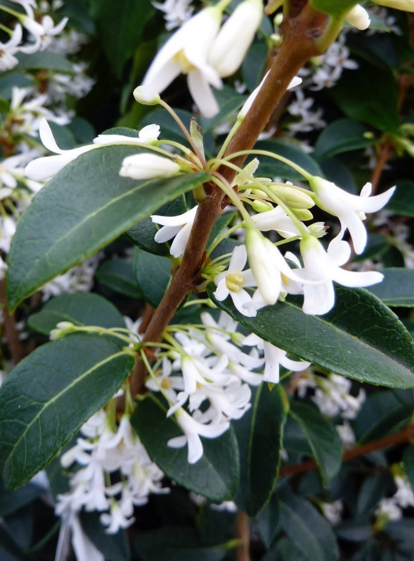 DEW Artemisia Osmanthus Vetiver Bergamot Eau de parfum 50 ml.