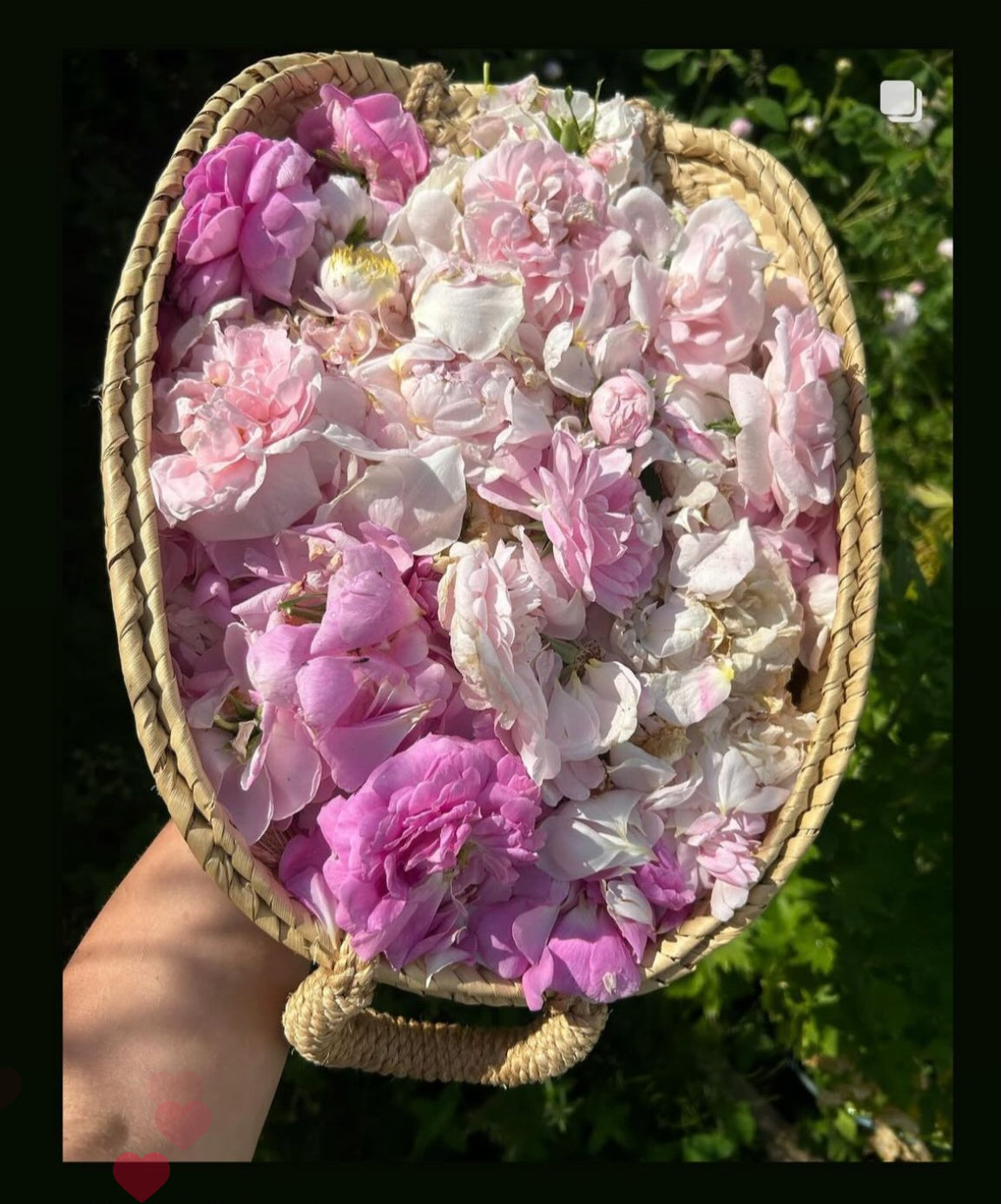 BLUSH Rose Incense Eau de Parfum 50 ml.