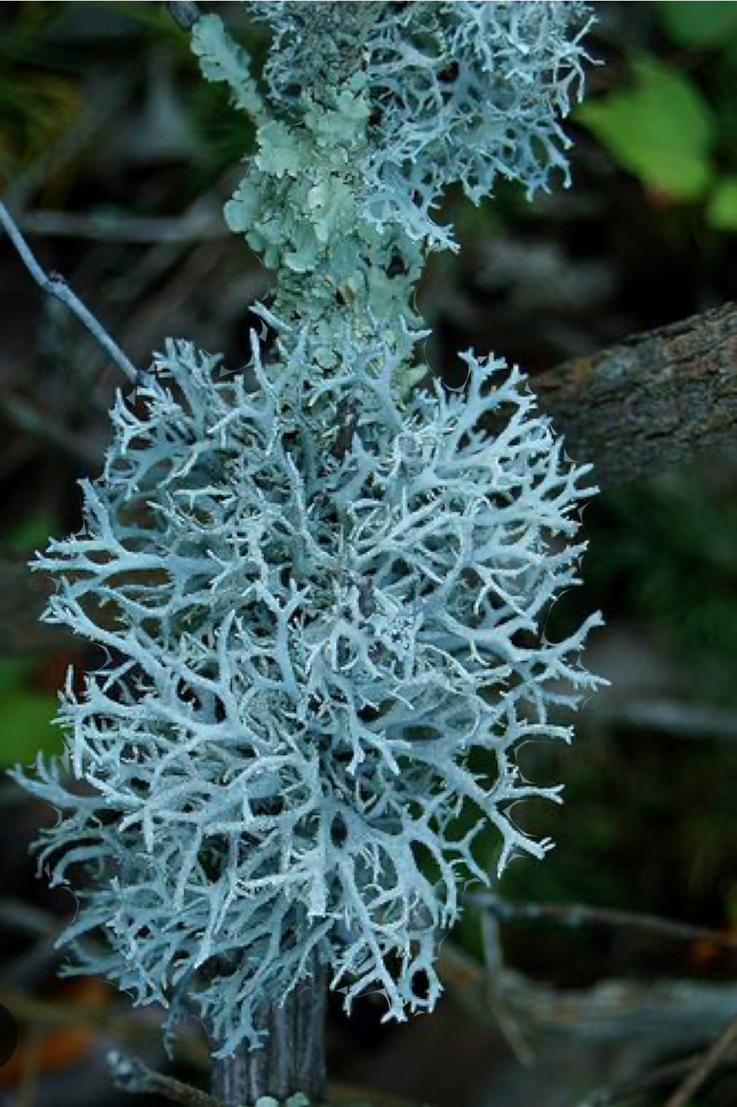 DEW Artemisia Osmanthus Vetiver Bergamot Eau de parfum 50 ml.