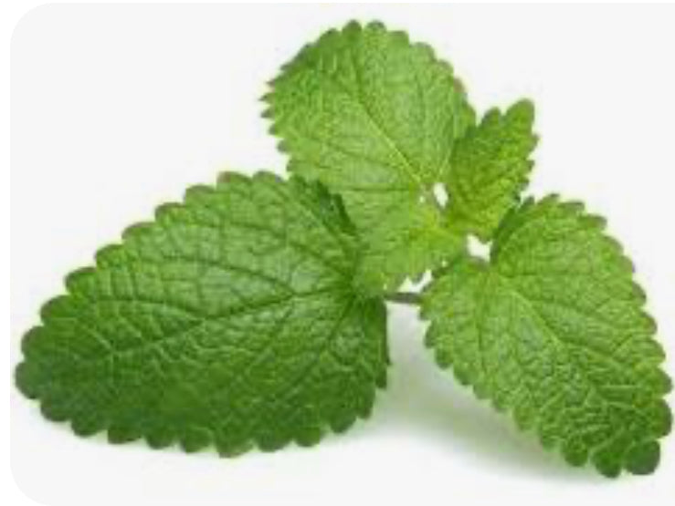 MELISSA / LEMON BALM / Melissa officinalis 2.5 ml.
