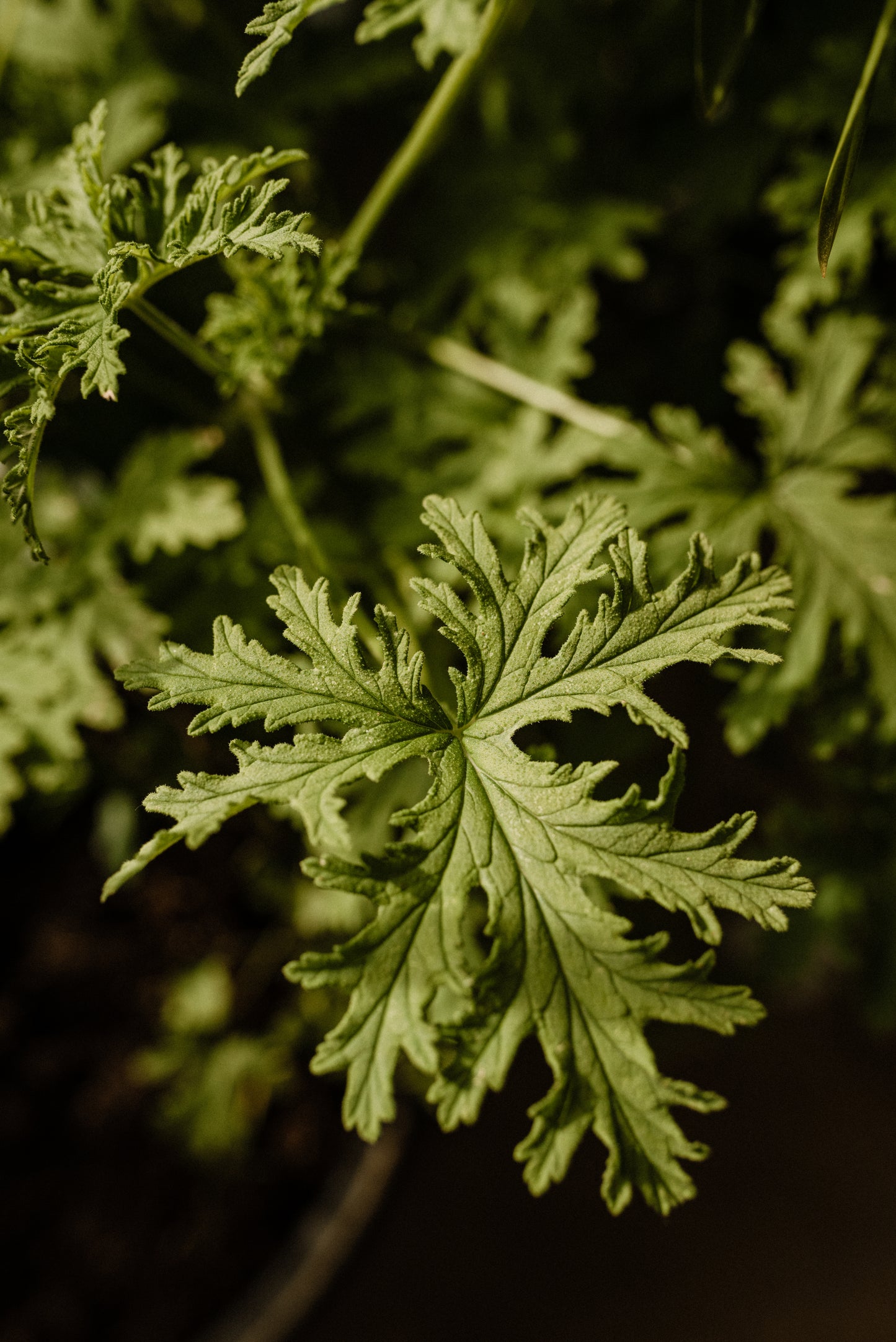 WINTER GARDEN Mediterranean citruses & nordic woods 600 g