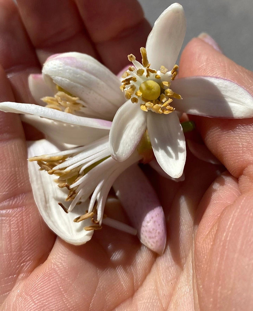 IBIZA Fig Neroli Shiu Eau de Parfum 50 ml.