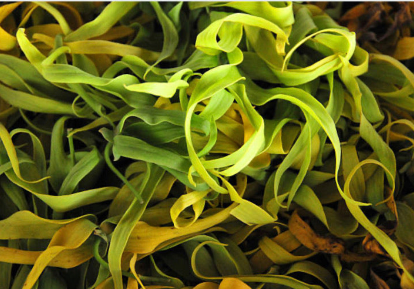 IBIZA Fig Neroli Shiu Eau de Parfum 50 ml.