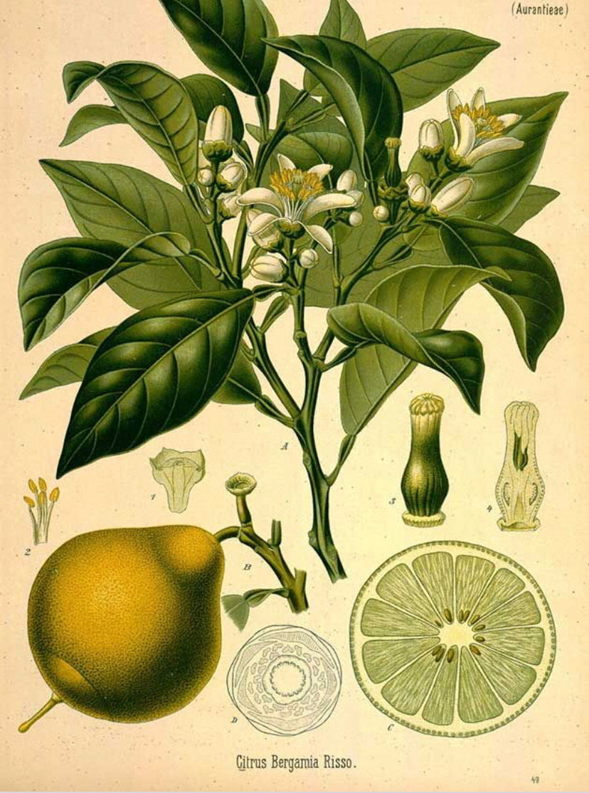 BERGAMOT Citrus bergamia Essential oil 10 ml.