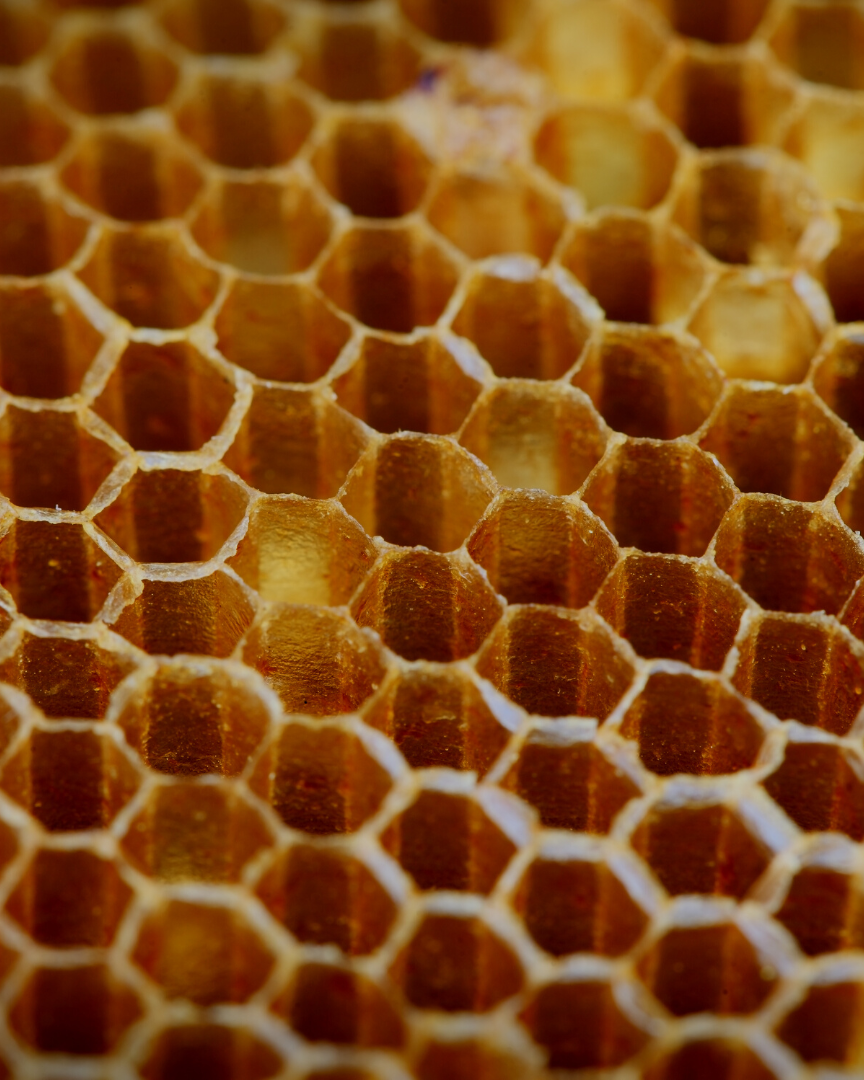 Propolis Capsules (60) 290 mg.