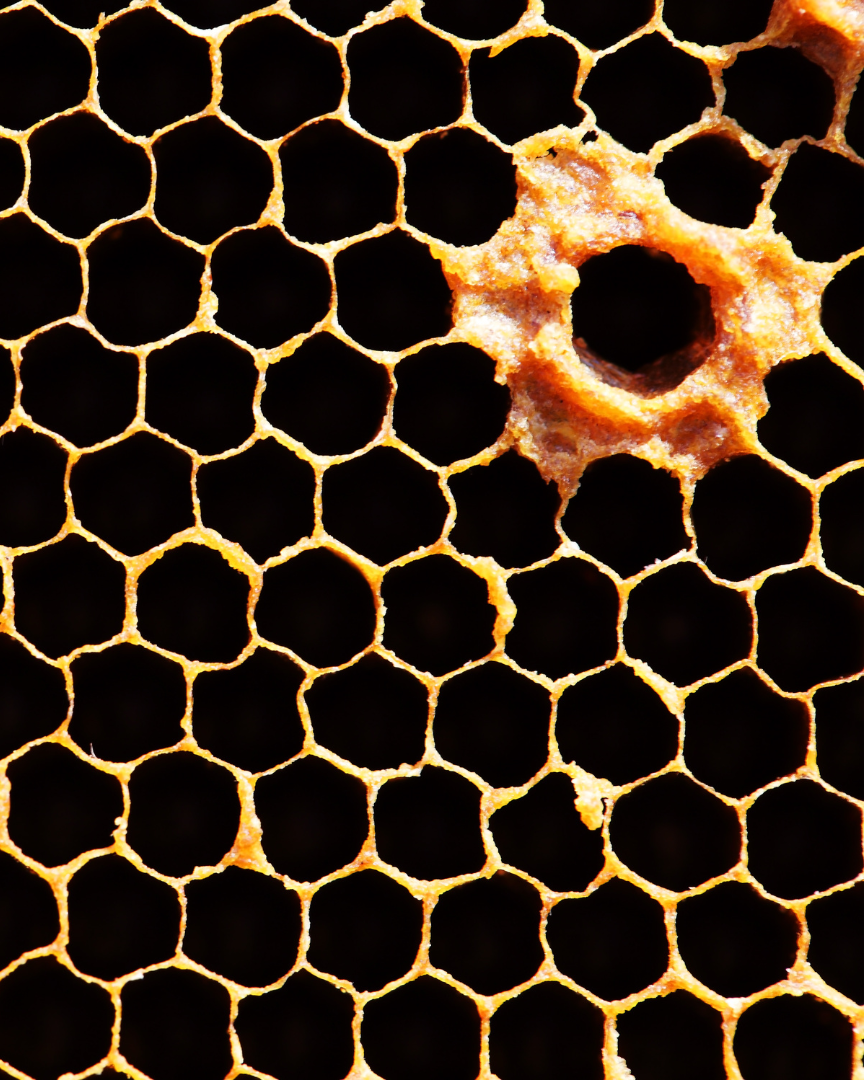 Propolis Capsules (60) 290 mg.