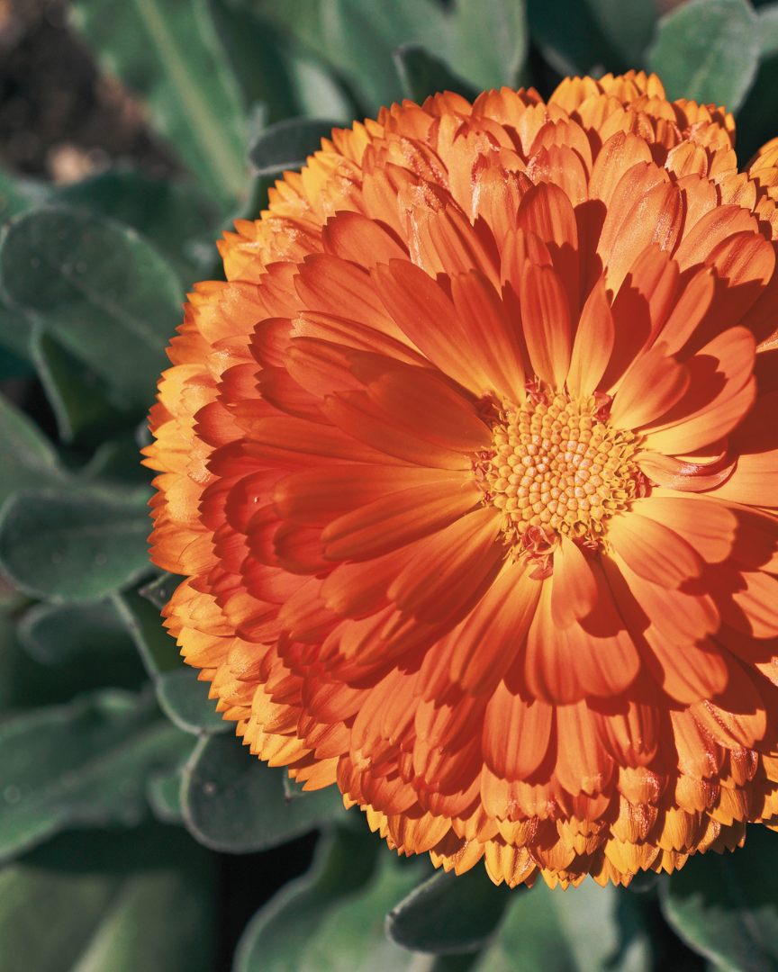 Propolis-Calendula Ointment 20 ml.