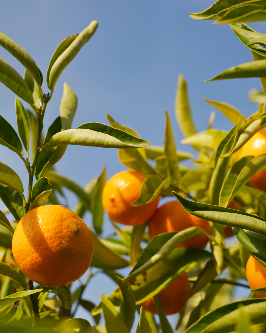 ORANGE Citrus sinensis ORGANIC Essential oil 10 ml.