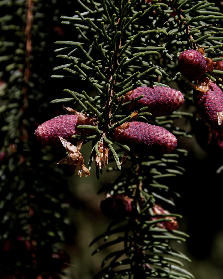 SIBERIAN FIR Abies siberica 10 ml.