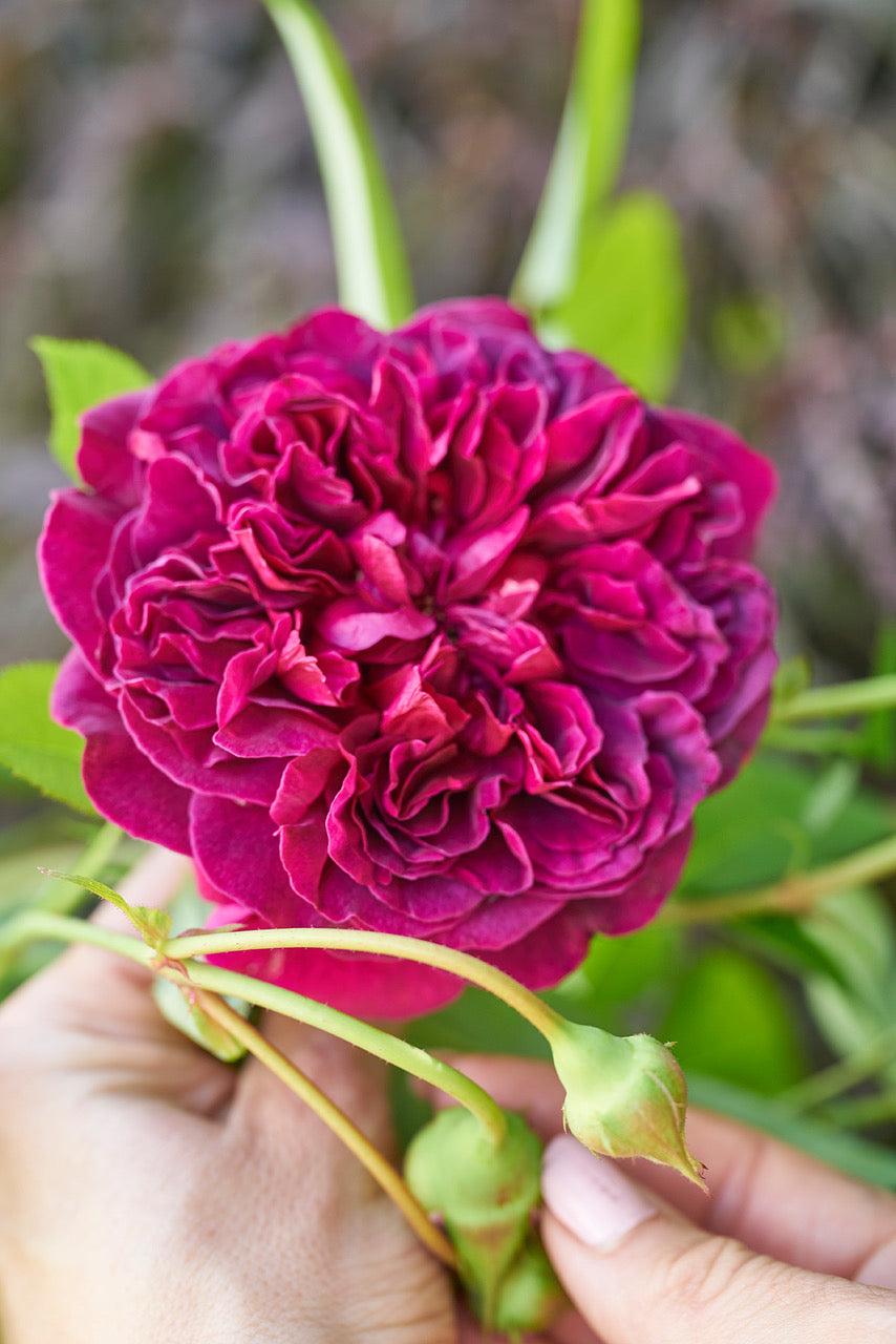 HYDROLATE Damask Rose Floral Water blue murano glass 100 ml.