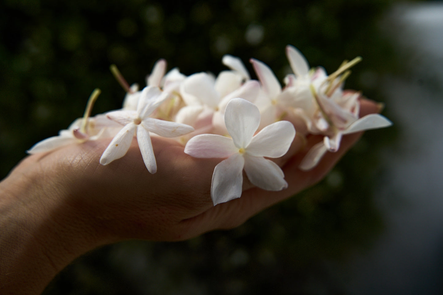 JASMINE pure undiluted 100% NATURAL ABSOLUTE Jasminum grandiflorum 2.5 ml.