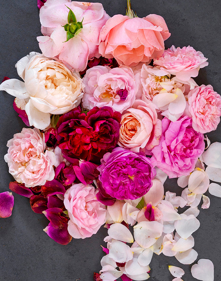 BLUSH Rose Essence serum perfume stainless steel Roll on 10 ml.