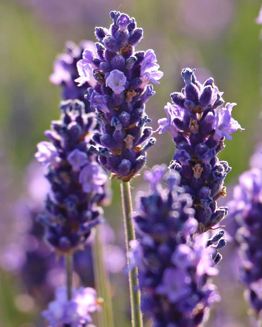 Lavendel Balm 25 ml.