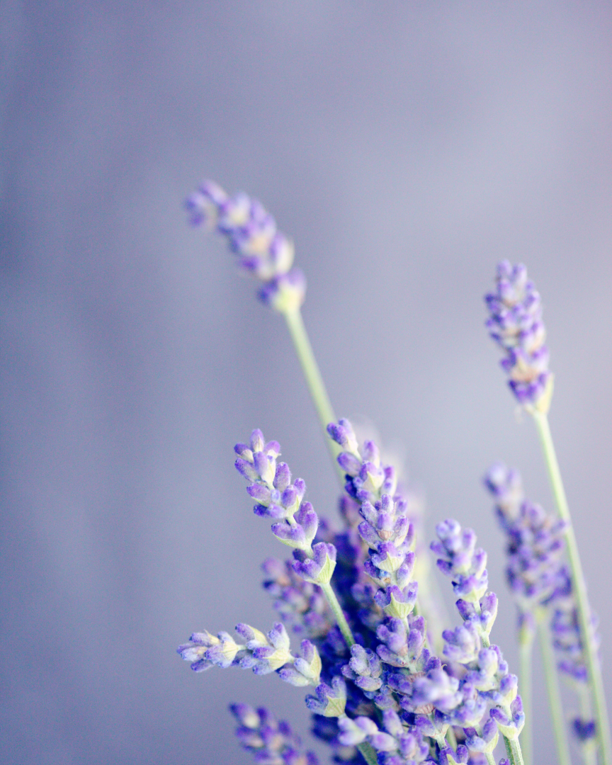 LAVENDER Lavendula angustifolia AOP 5 ml.