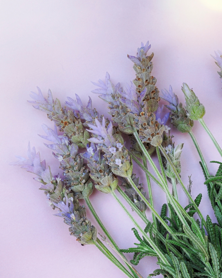 LAVENDER Lavandula angustifolia 10 ml.