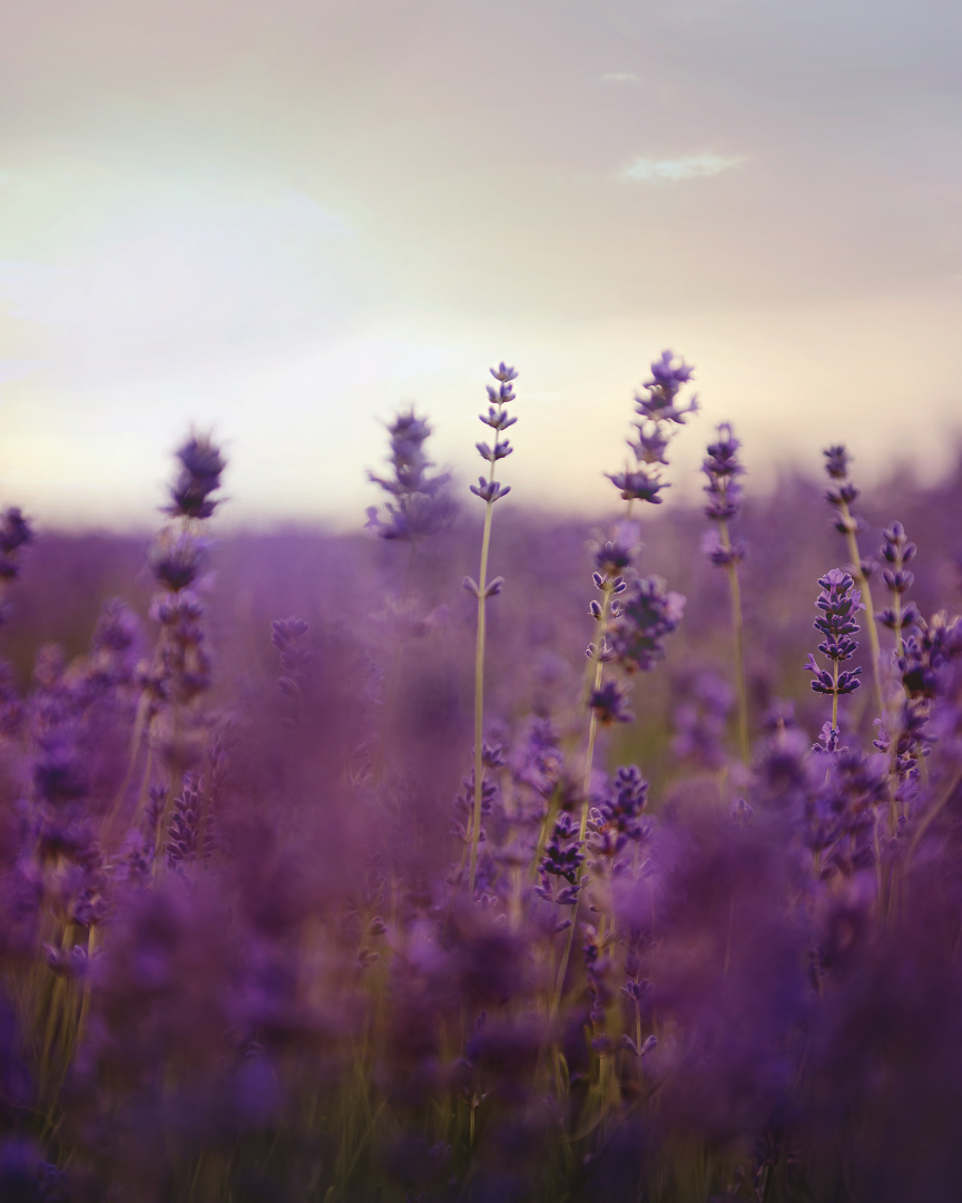 TRUE BLUE Lavender & Lavandin 490 g