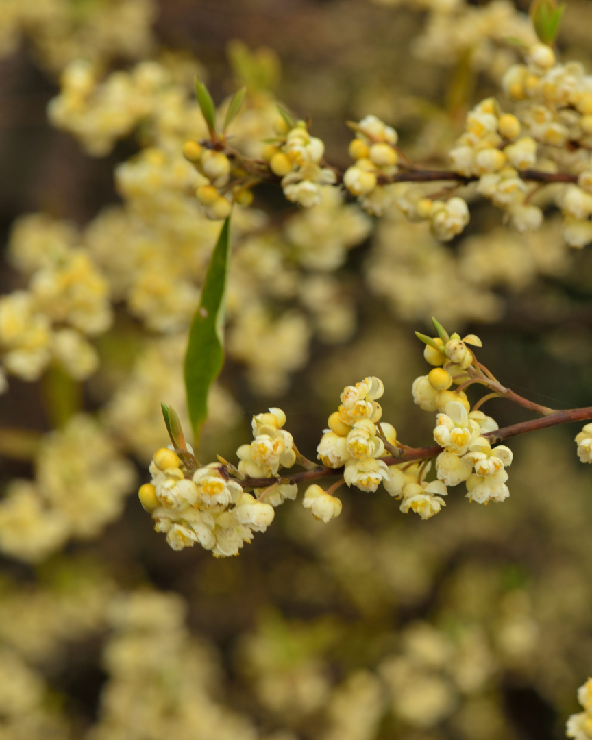 MAY CHANG Litsea cubeba 10 ml.