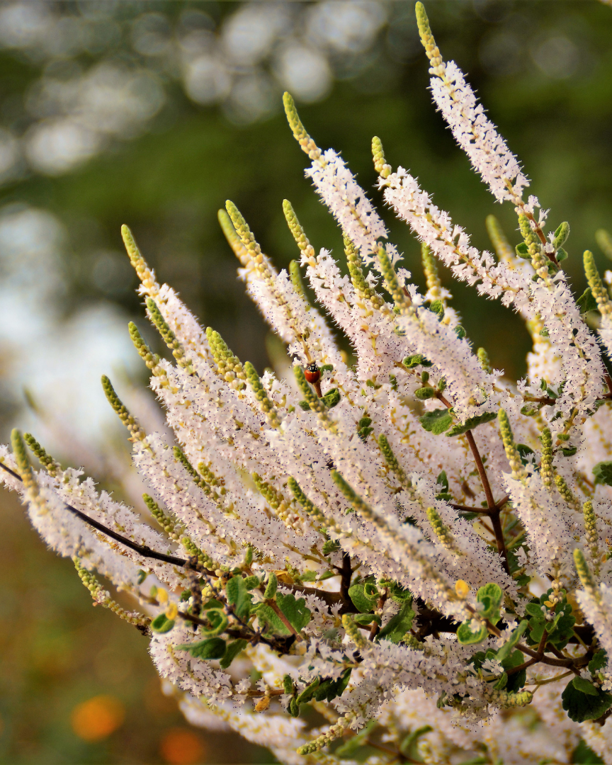 MYRRH Commiphora myrrha 5 ml.