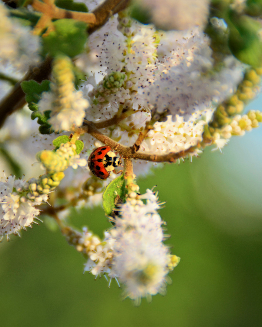 MYRRH Commiphora myrrha 5 ml.