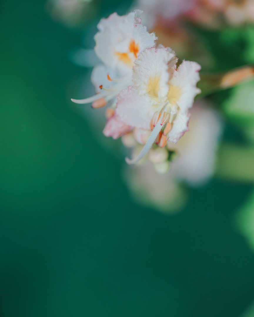 MYRRH Commiphora myrrha 5 ml.