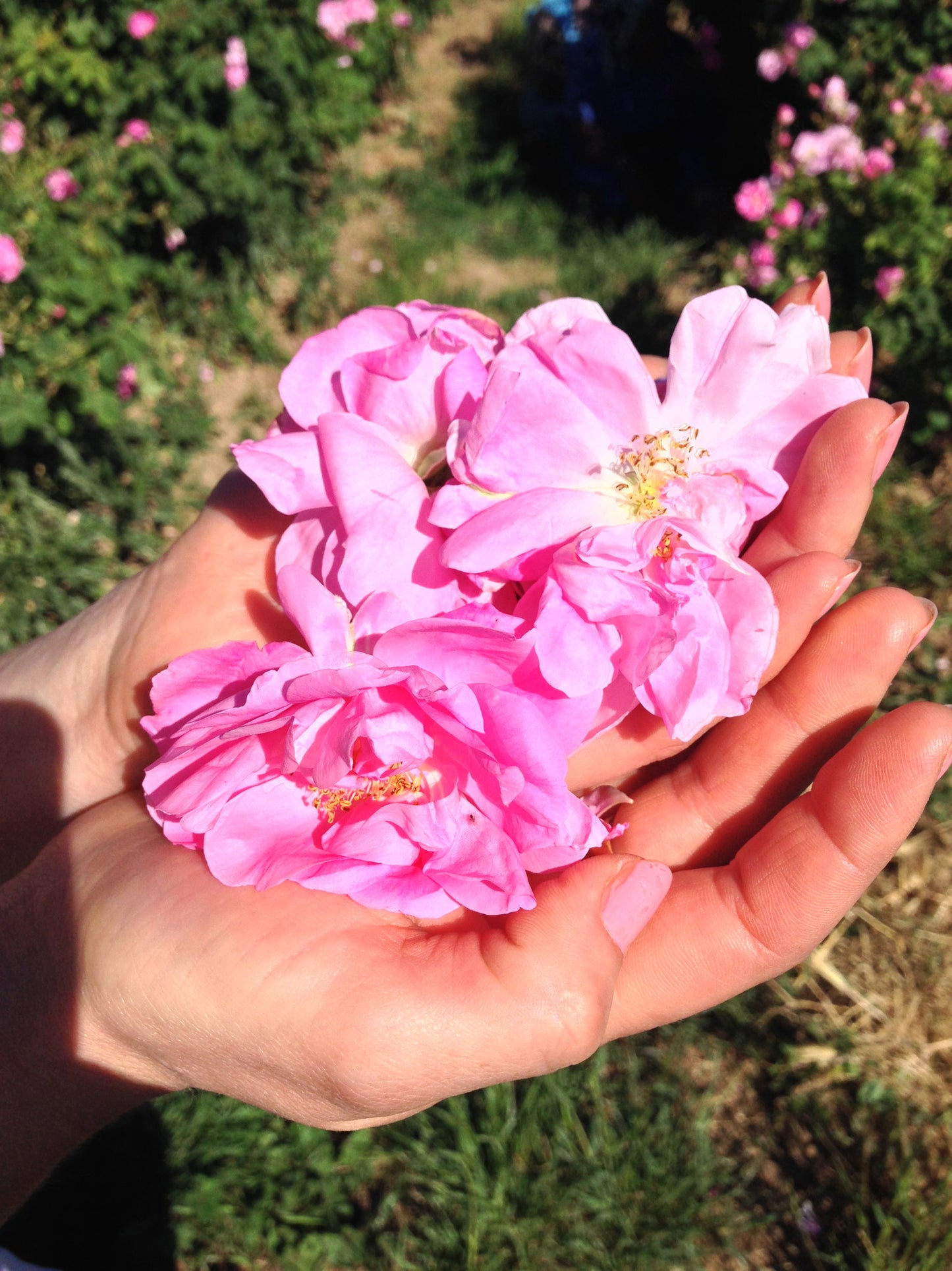 HYDROLATE Damask Rose Floral Water blue murano glass 100 ml.