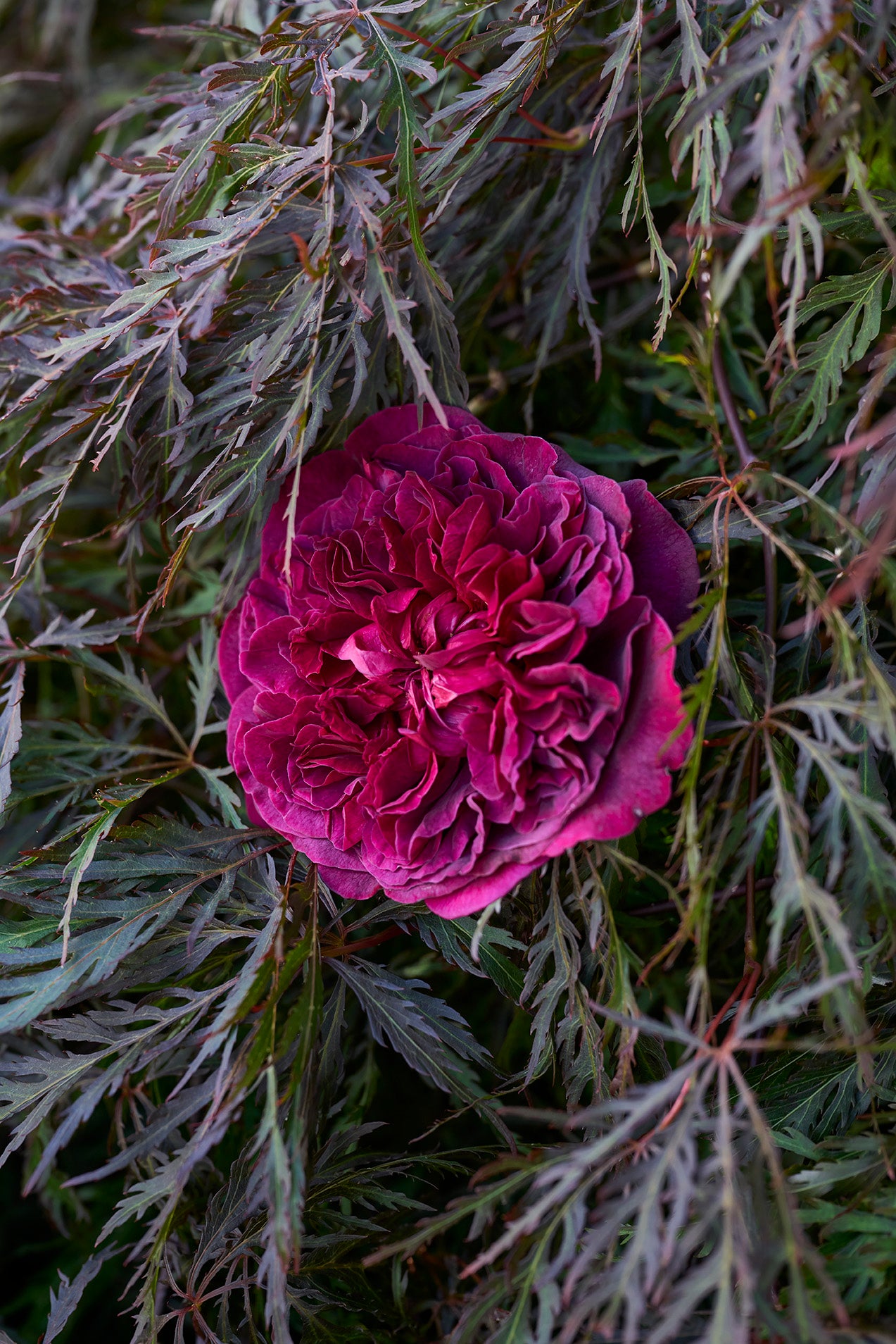 BLUSH Rose Incense Eau de Parfum 50 ml.