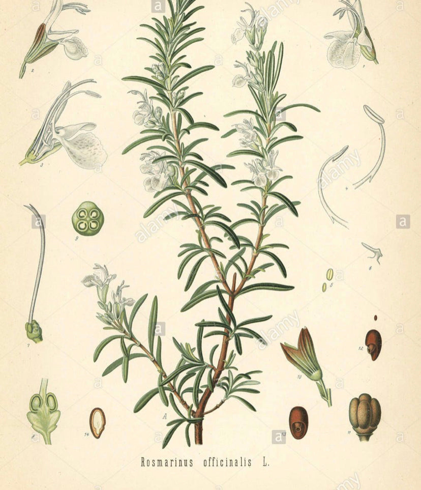 HERBAL The Well Relax blend 10 ml.