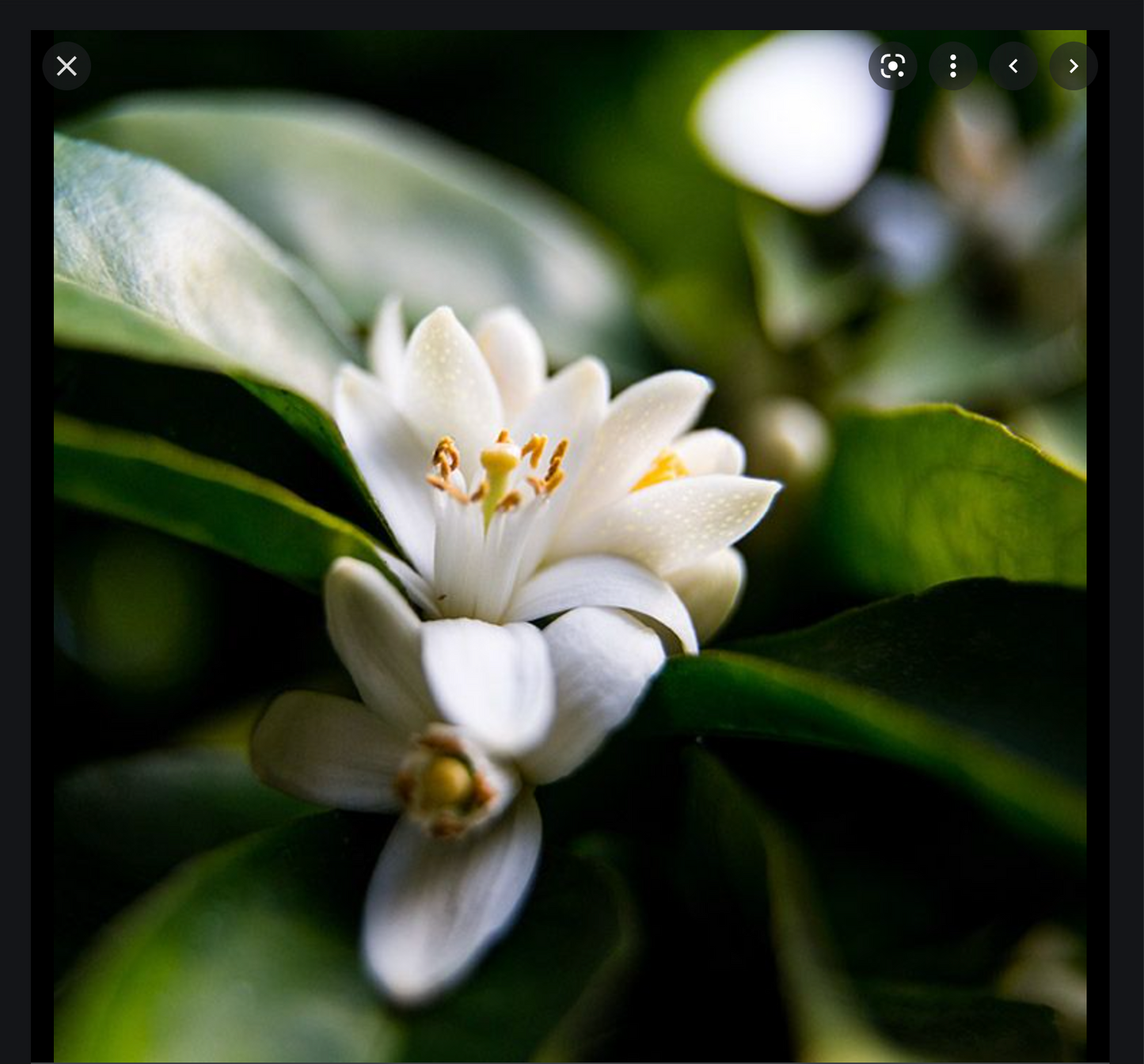 DEW Artemisia Osmanthus Vetiver Bergamot Eau de parfum 50 ml.