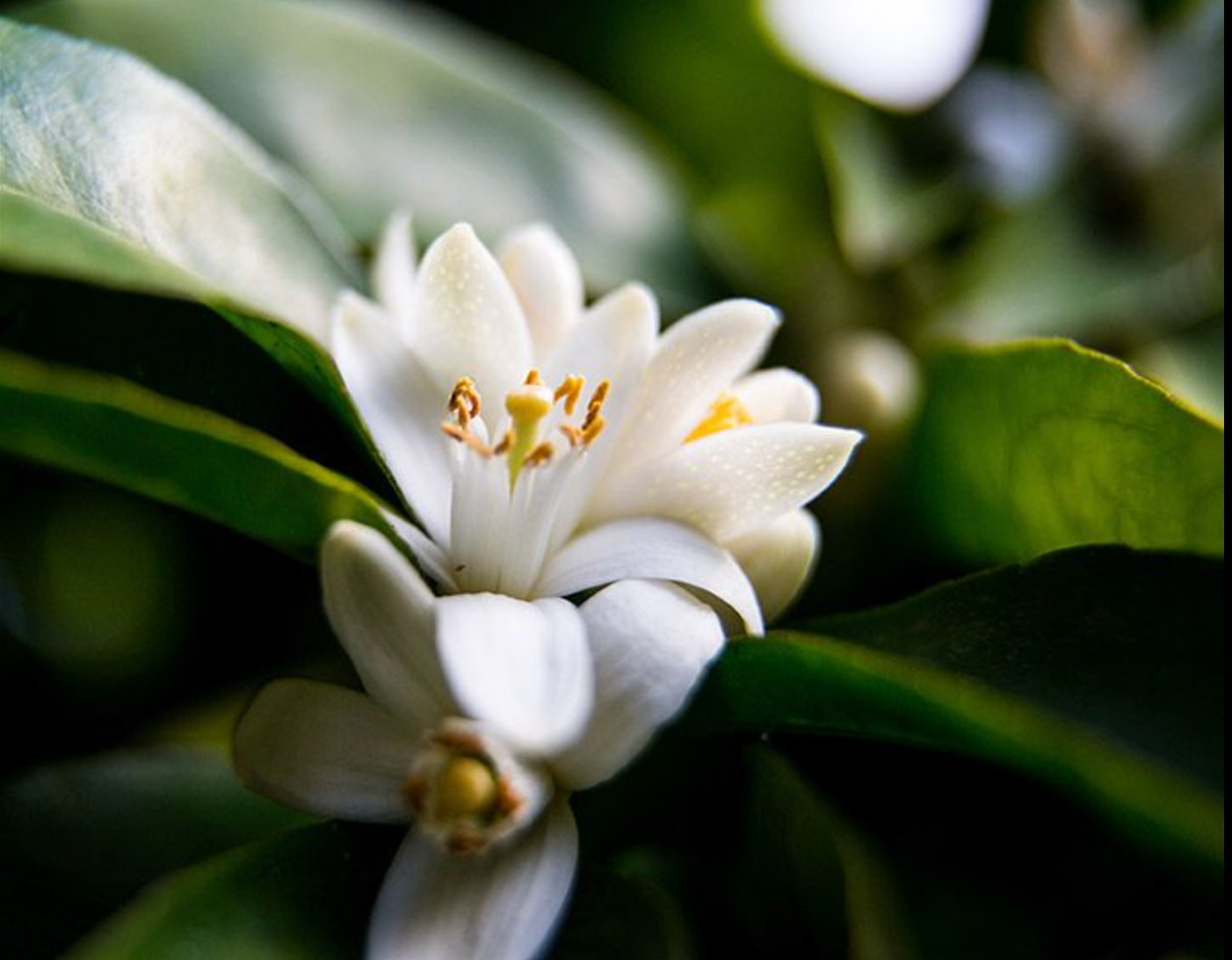 NEROLI GARDEN 100% Natural interior scent, distilled from fresh blossoms of Citruses.