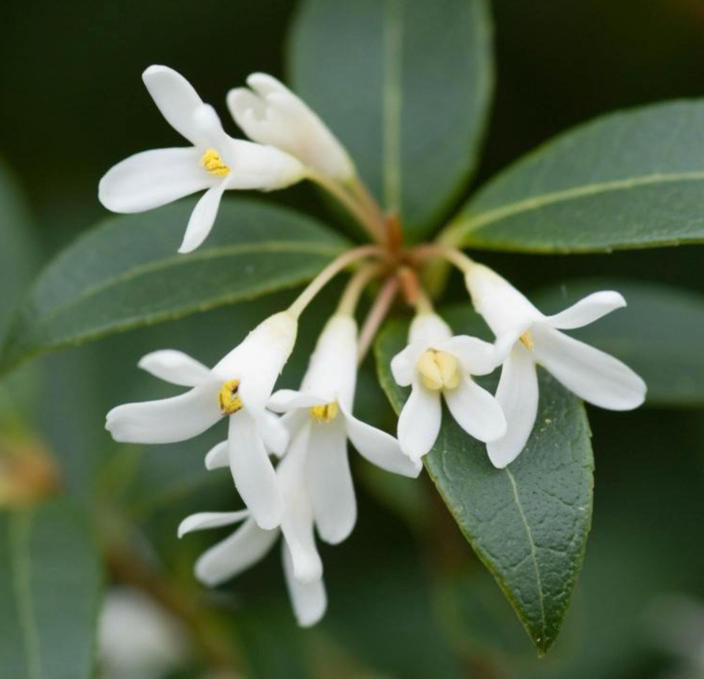 DEW Serum perfume / Natural perfume / Roll On Eau de Parfum 10 ml.