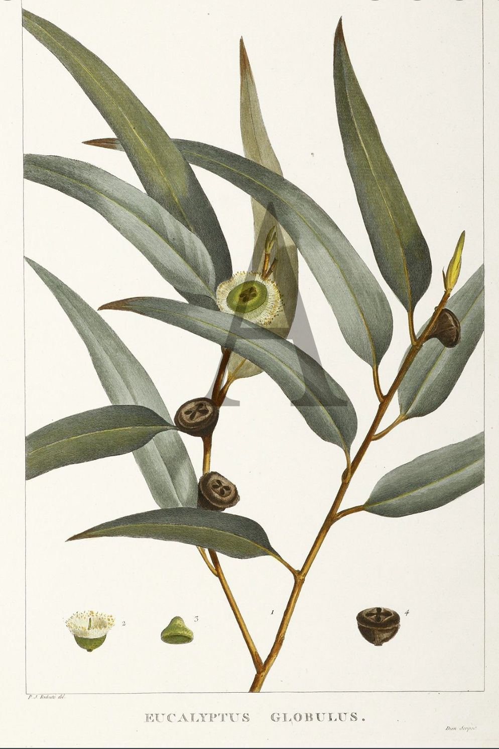 EUCALYPTUS Eucalyptus globulus 10 ml.