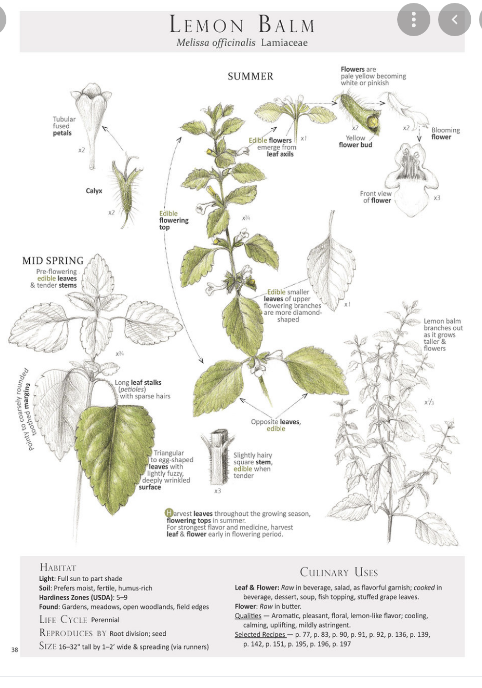 Melissa Hydrosol 30 ml. NATURALES Oslo garden.