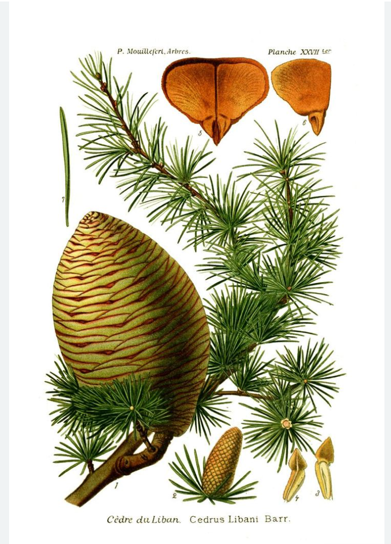 CEDARWOOD Cedrus atlantica 10 ml.