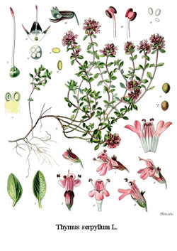 THYME Thymus vulgaris 5 ml (Italy)