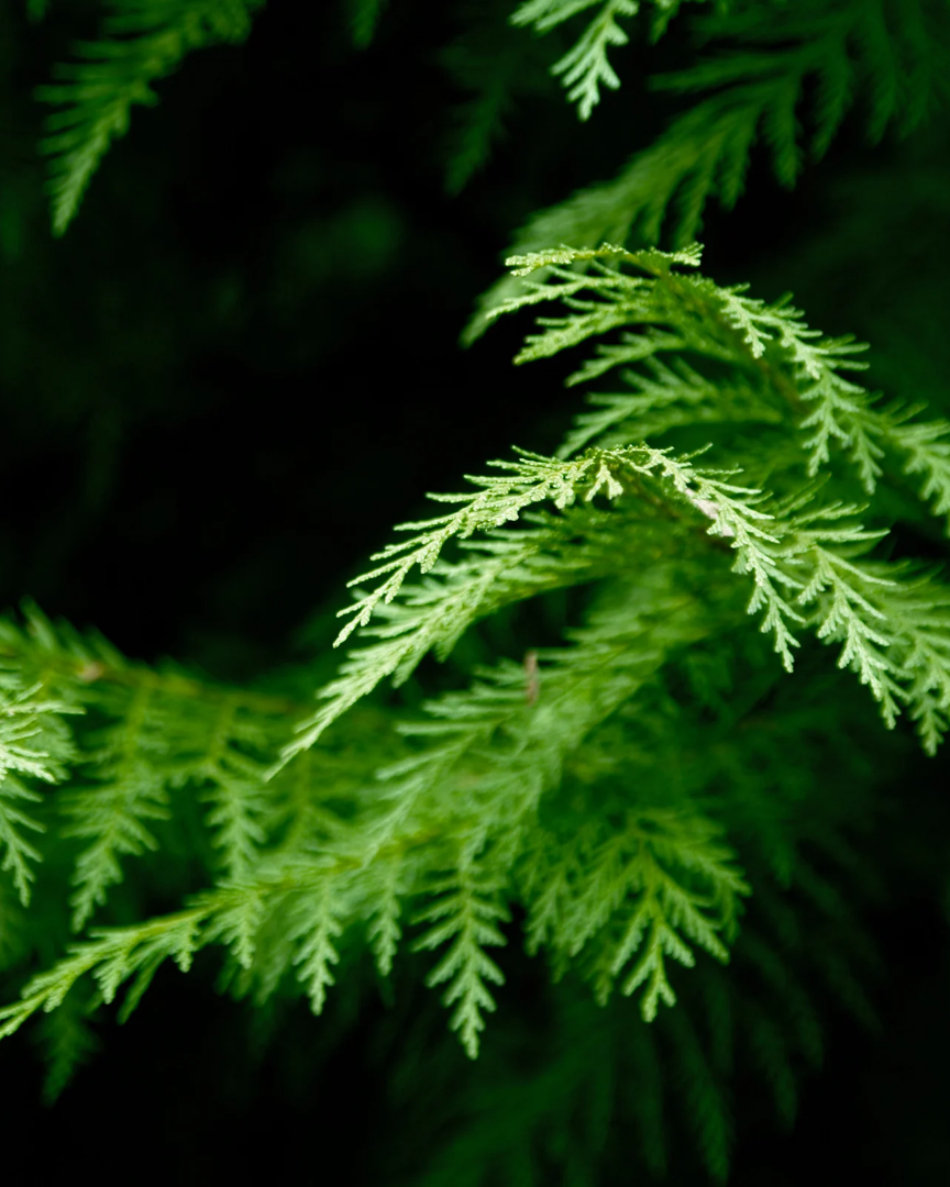 WOODY Cedarwood & Cinnamon 480 g