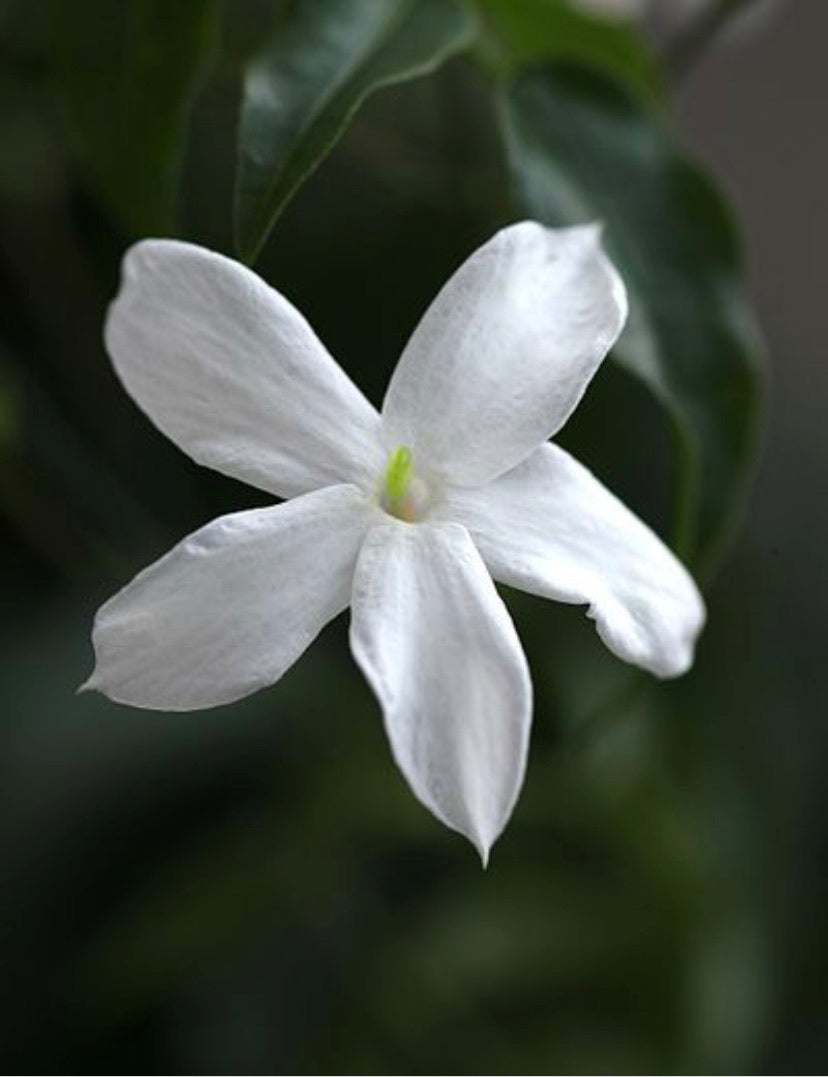 NIGHT OUT | NIGHT FLOWER by Rasa Gundersen, perfume oil 50 ml.