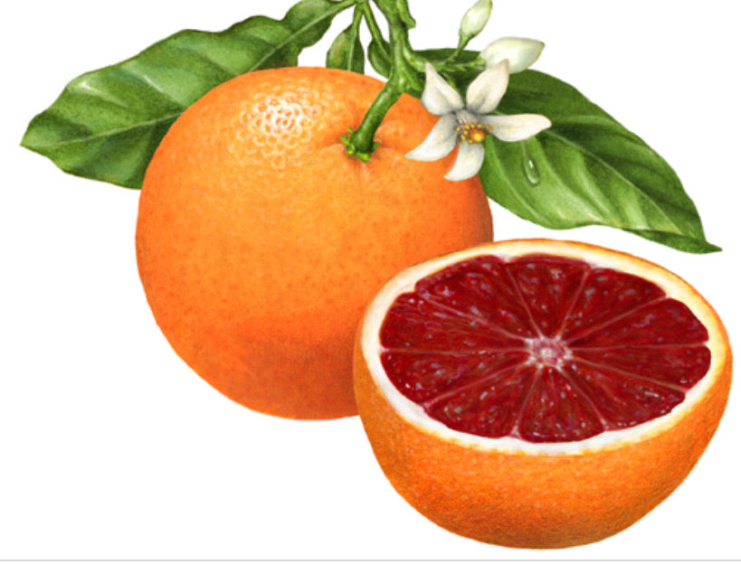 GRAPEFRUKT Citrus paradisi 10 ml.