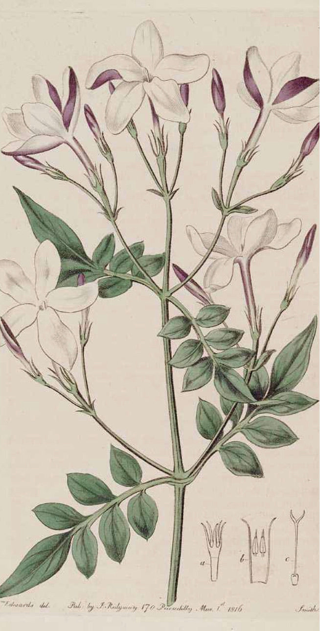 NIGHT OUT | NIGHT FLOWER by Rasa Gundersen, perfume oil 50 ml.