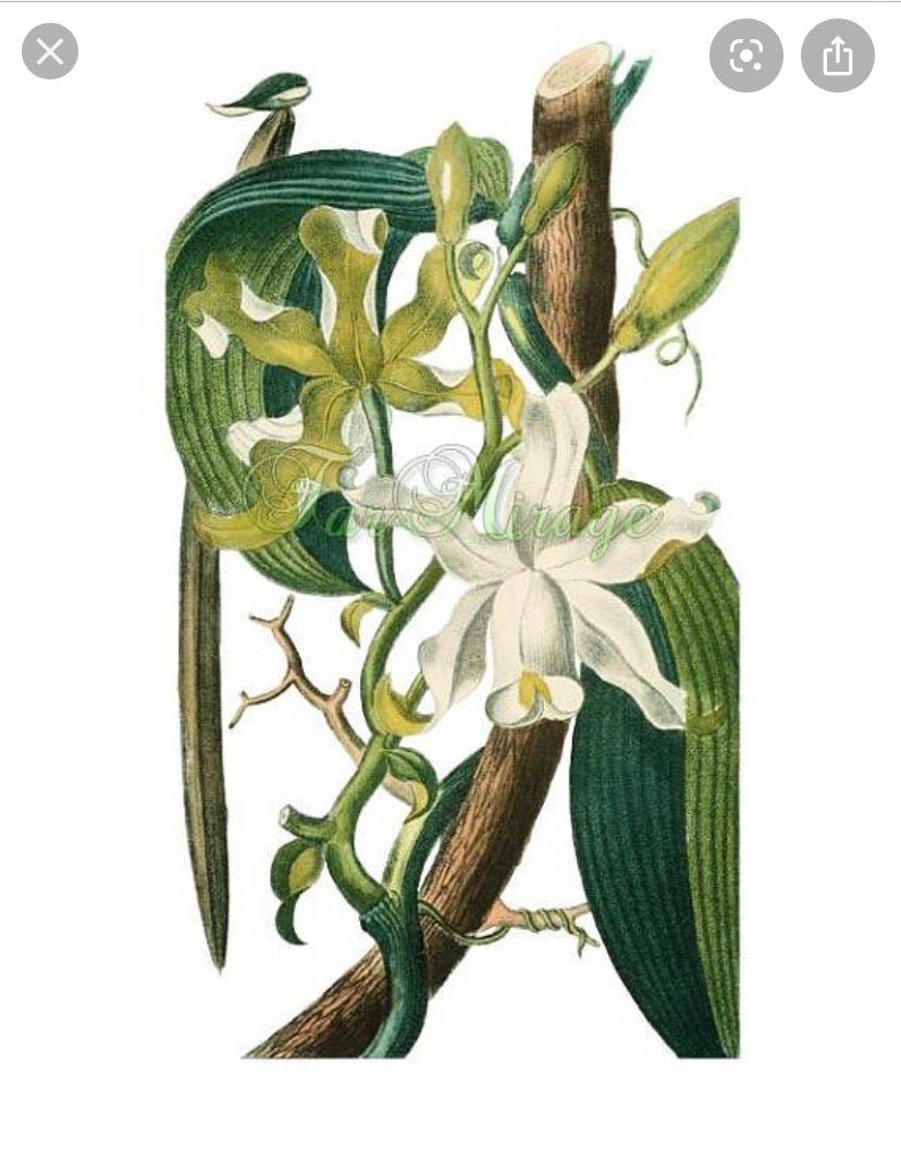 NIGHT OUT | NIGHT FLOWER by Rasa Gundersen, perfume oil 50 ml.