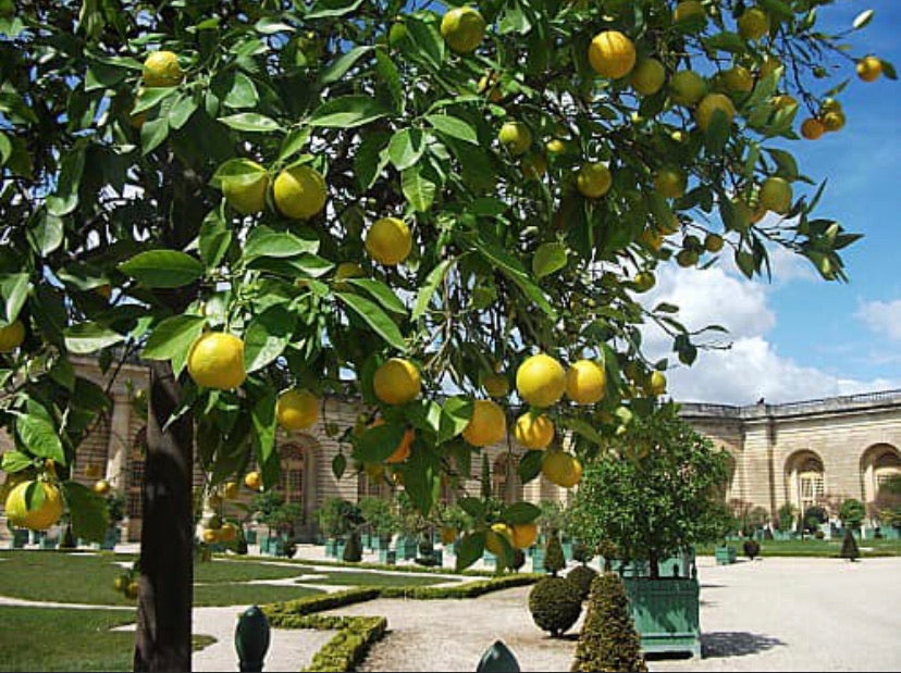 NEROLI Citrus aurantium essential oil 2.5 ml.