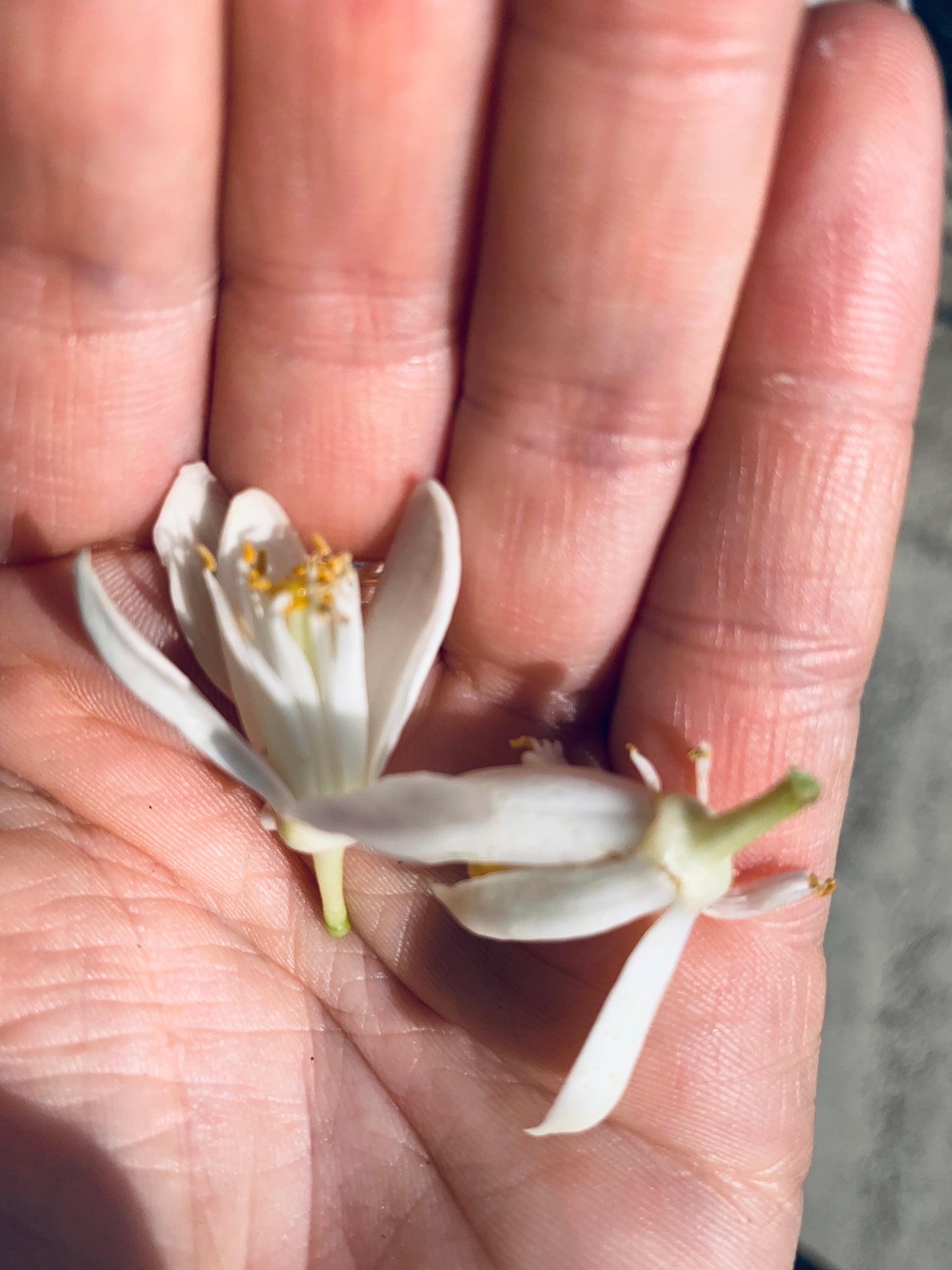 NEROLI Citrus aurantium essential oil 2.5 ml.