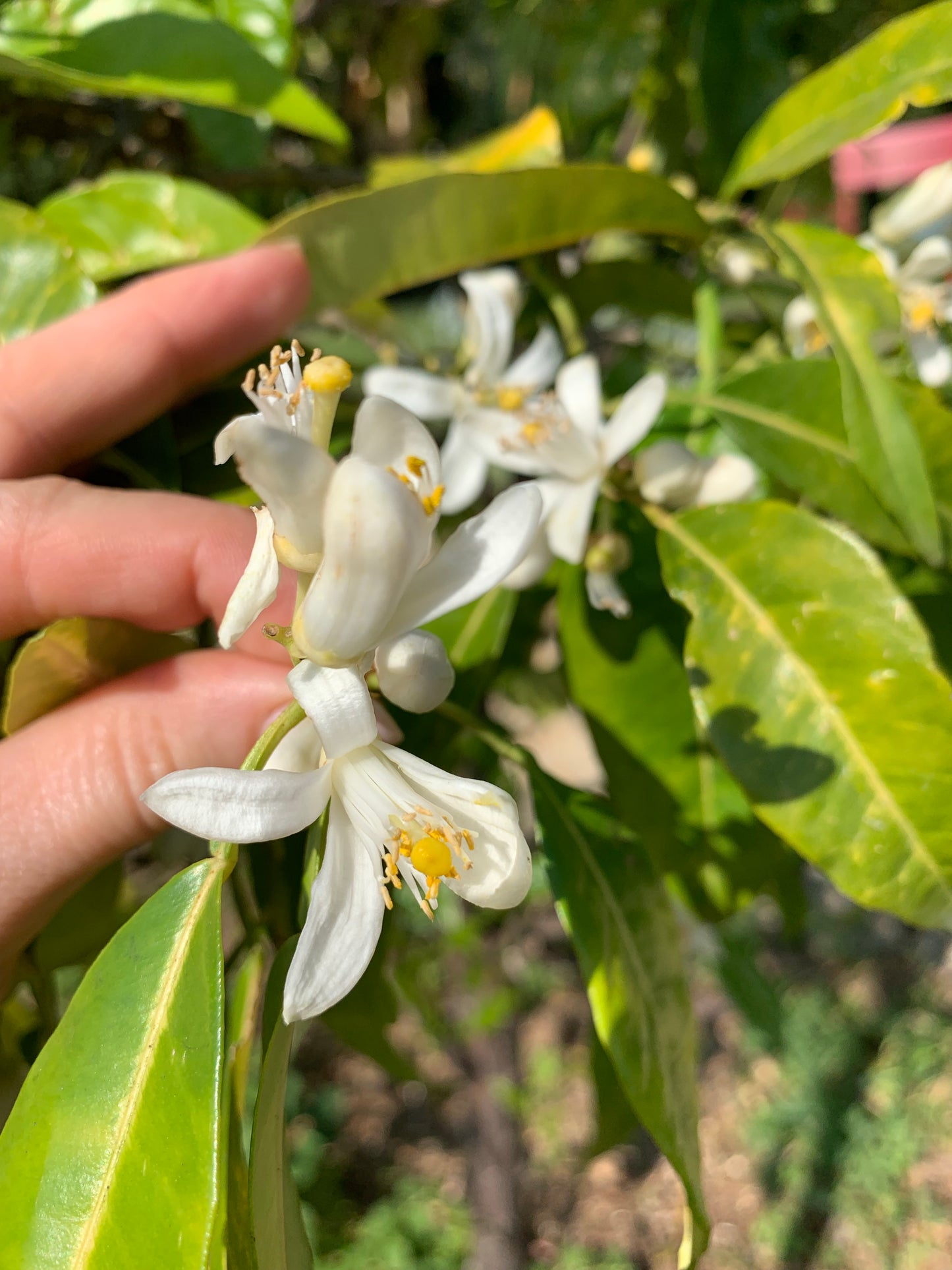 NIGHT OUT | NIGHT FLOWER by Rasa Gundersen, perfume oil 50 ml.